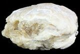 Crystal Filled Fossil Clam - Rucks Pit, FL #48309-1